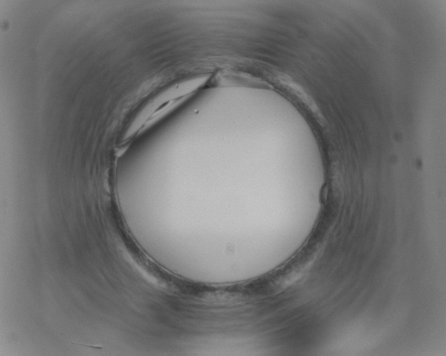 X0000076270633200610262031