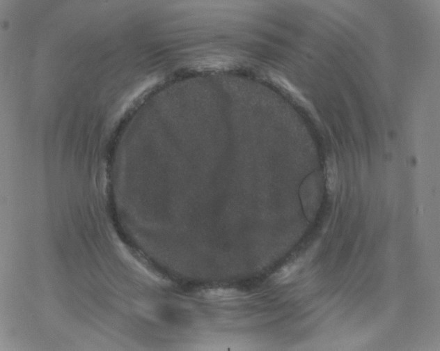 X0000076270637200610262031