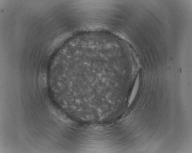 X0000076270640200610262031