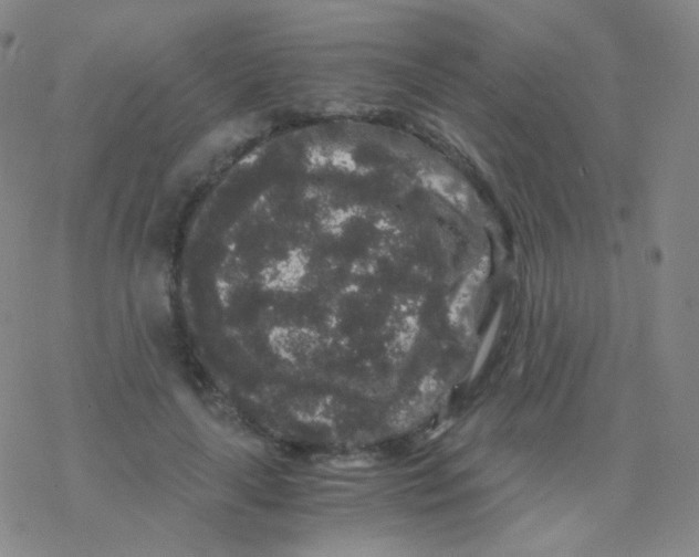 X0000076270643200610262031