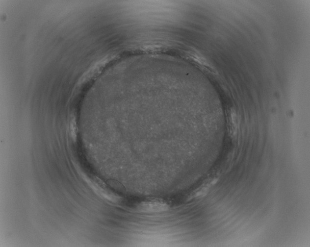 X0000076270644200610262031