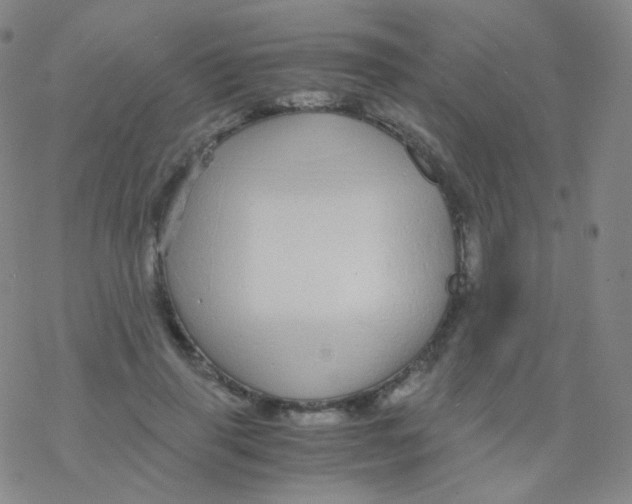 X0000076270645200610262031