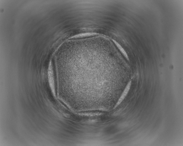 X0000076270647200610262031