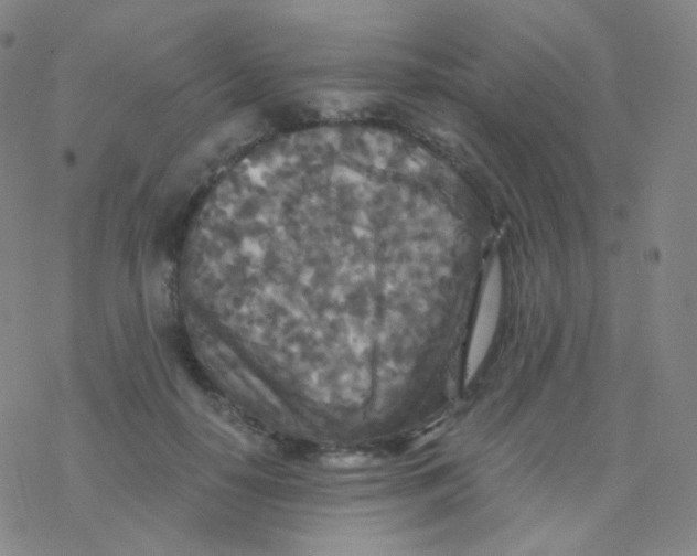 X0000076270650200610262031