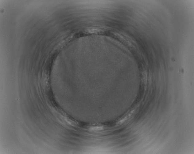 X0000076270653200610262031