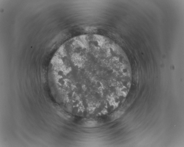 X0000076270658200610262031