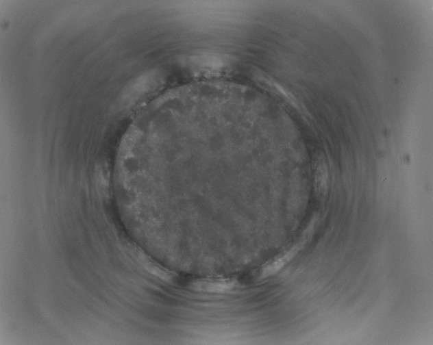 X0000076270661200610262032