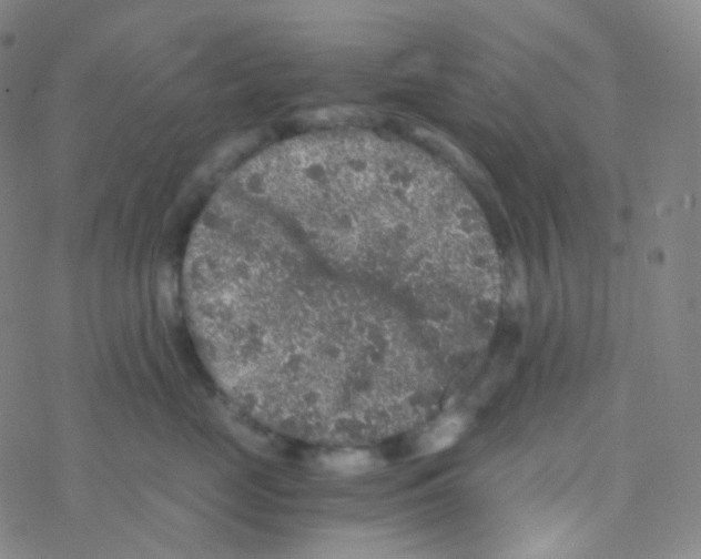 X0000076270669200610262032