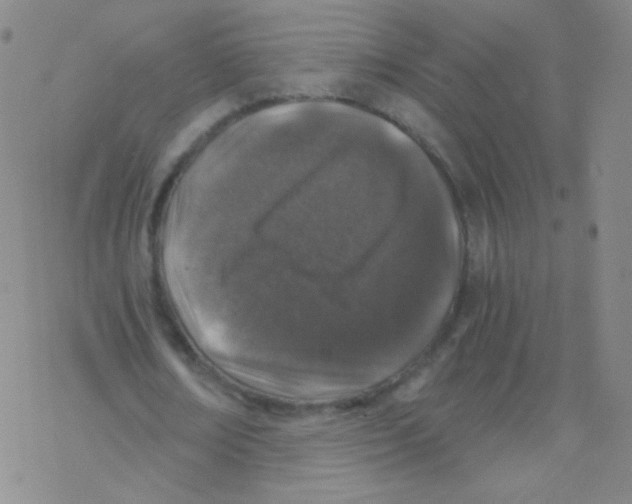 X0000076270674200610262031