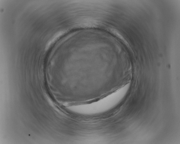 X0000076270677200610262031