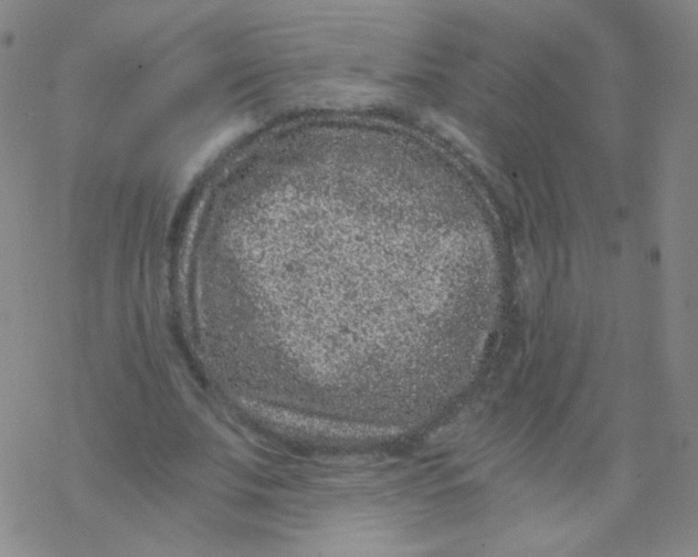 X0000076270679200610262031