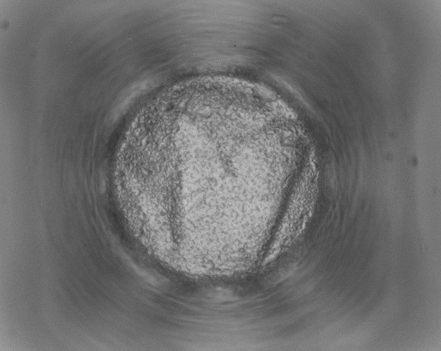 X0000076270687200610262031