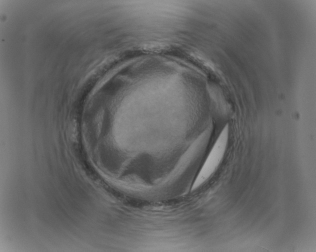 X0000076270689200610262031