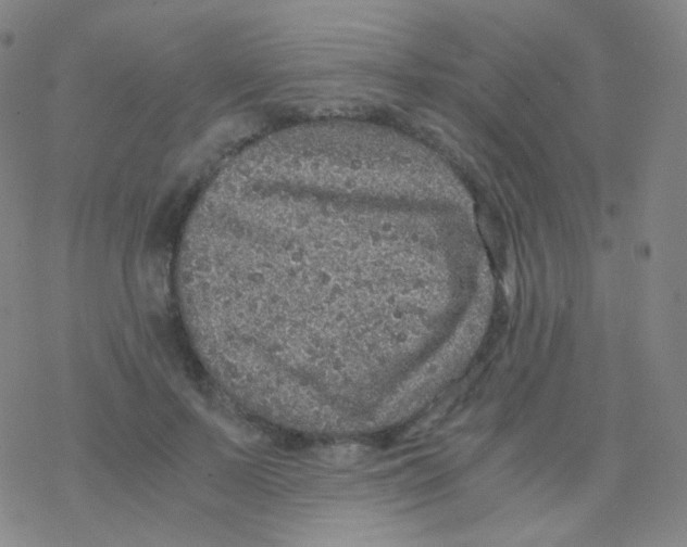 X0000076270695200610262031