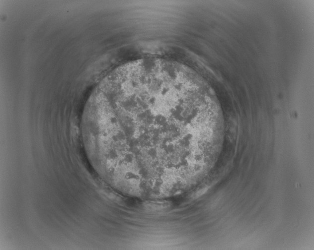 X0000076270707200610262030