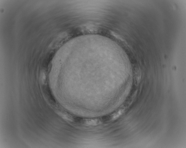 X0000076270709200610262030