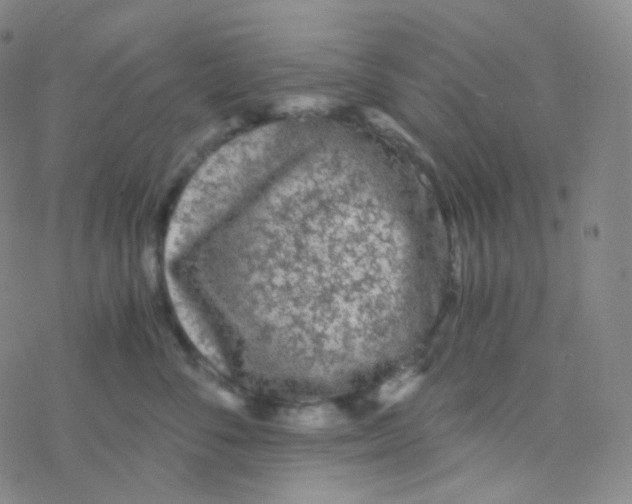 X0000076270716200610262030