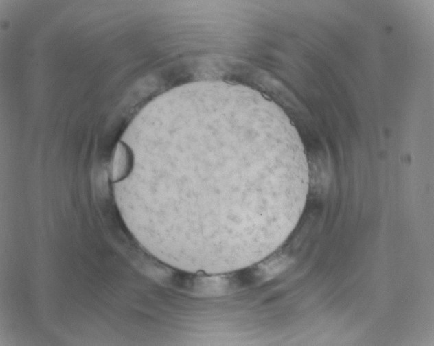 X0000076270717200610262030