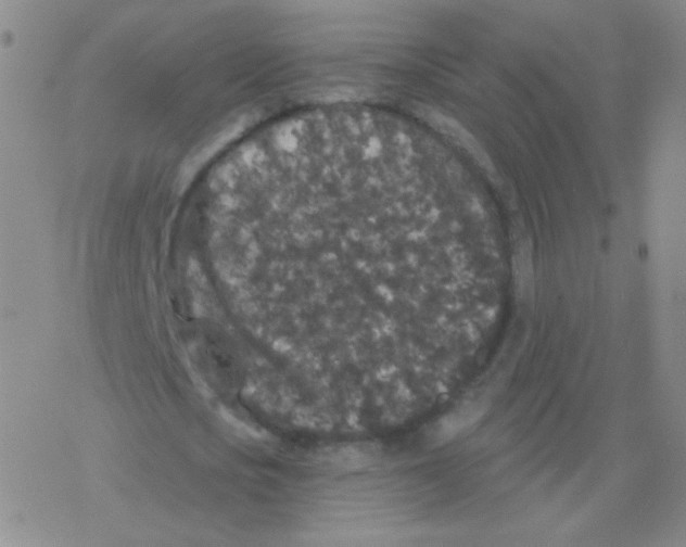 X0000076270721200610262029