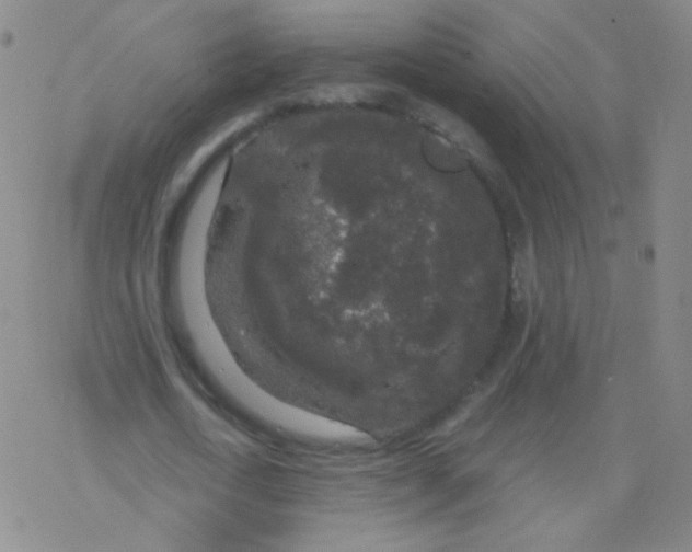 X0000076270722200610262029