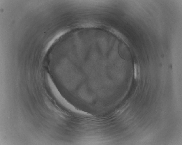 X0000076270723200610262029