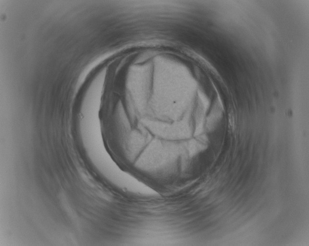 X0000076270724200610262029