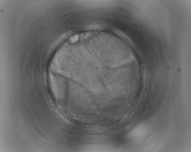 X0000076270729200610262029