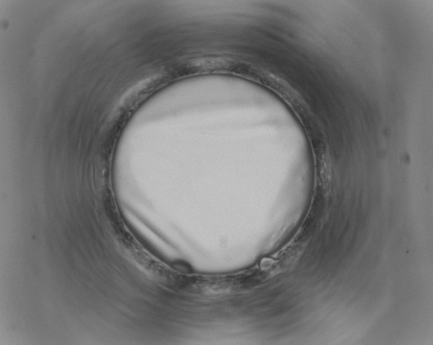 X0000076270733200610262030