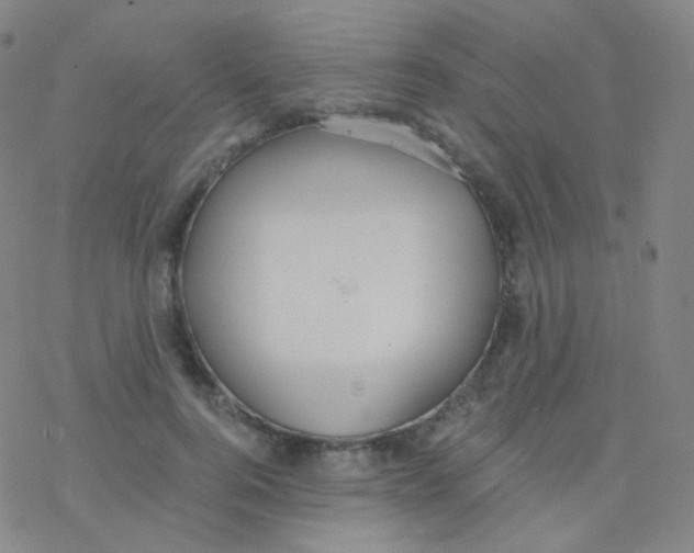 X0000076270744200610262030