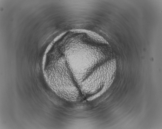 X0000076270746200610262030