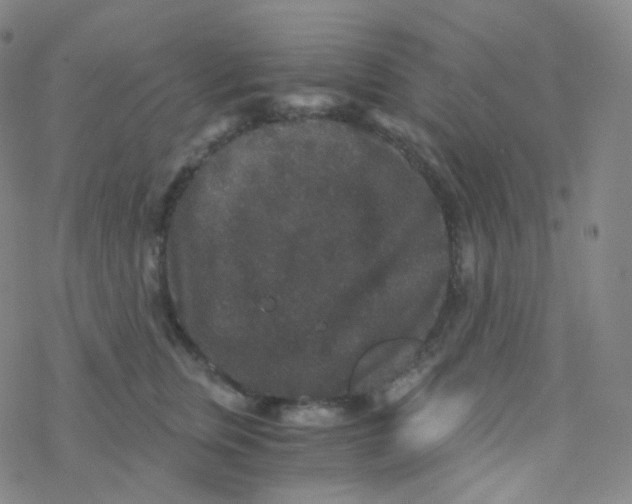 X0000076270759200610262030