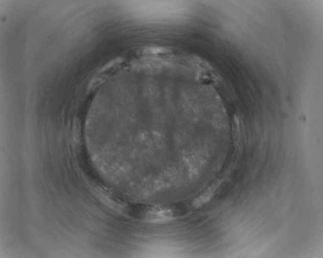 X0000076270760200610262030