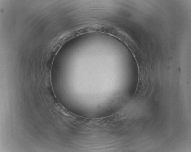 X0000076270773200610262029