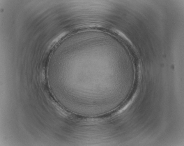 X0000076270777200610262029