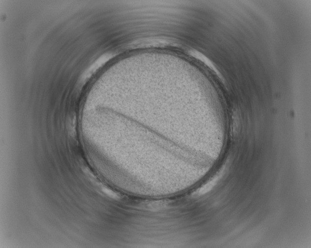 X0000076270778200610262029