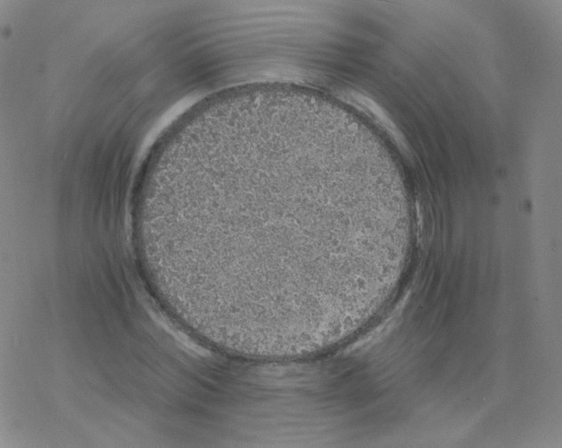 X0000076270780200610262029