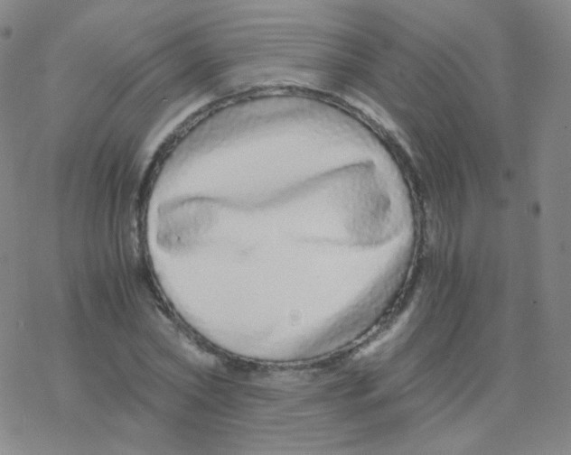 X0000076270782200610262029