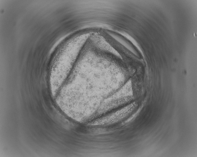 X0000076270783200610262029