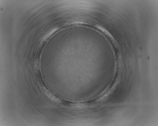 X0000076270785200610262029