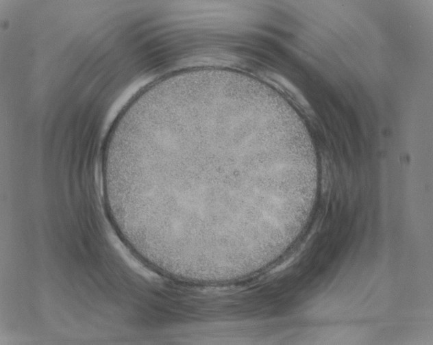 X0000076270796200610262029