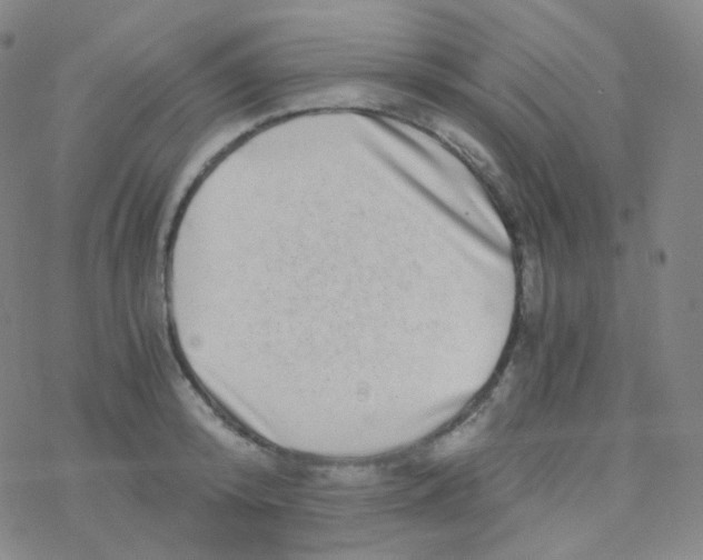 X0000076270800200610262029