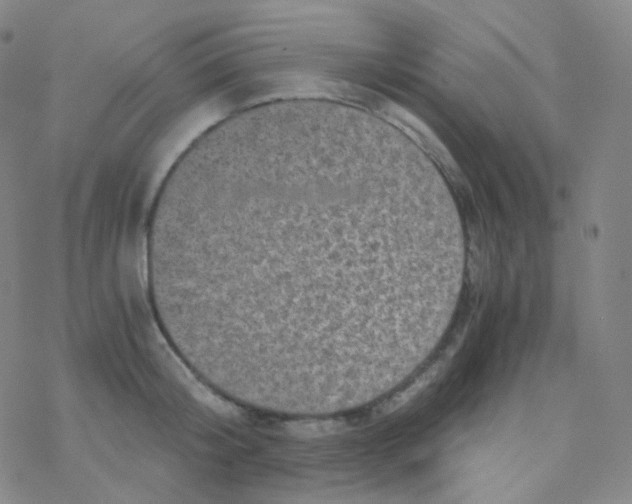 X0000076270804200610262029