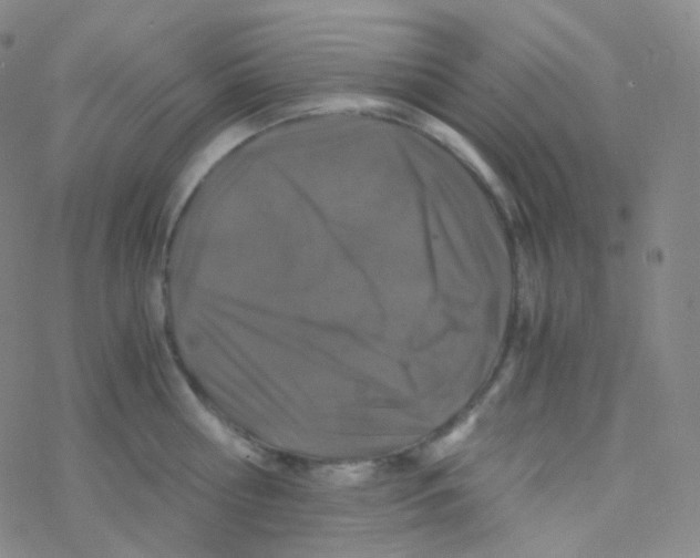 X0000076270810200610262029