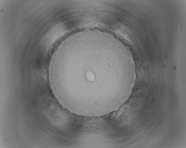 X0000076270824200610262028