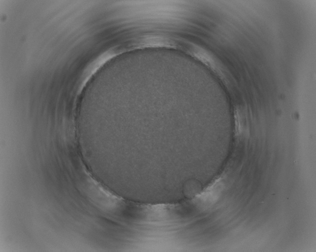 X0000076270828200610262028