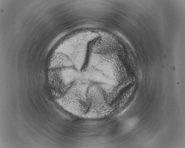 X0000076270829200610262028