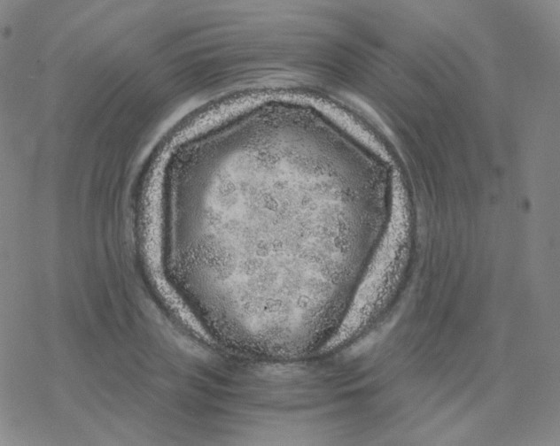 X0000076270835200610262028