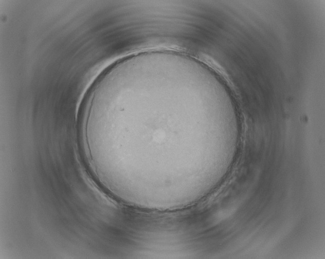 X0000076270836200610262028