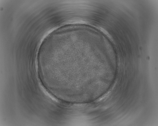 X0000076270840200610262028