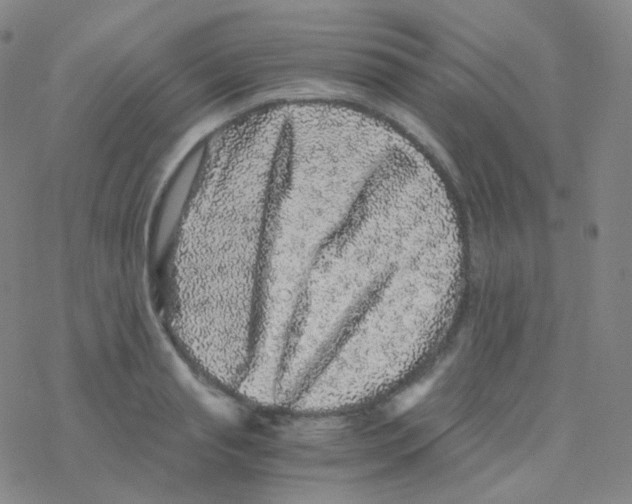 X0000076270845200610262028